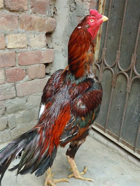 Typical Pakistani Petsdogscats And Full Poultry Information