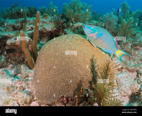 Stoplight Parrotfish Sparisoma Viride Over Brain Coral Diploria