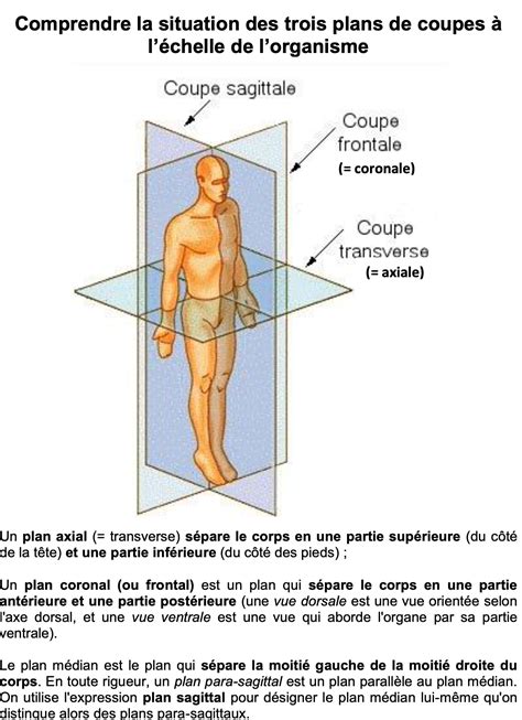 Chapitre 8 Cerveau Et Mouvements Volontaires