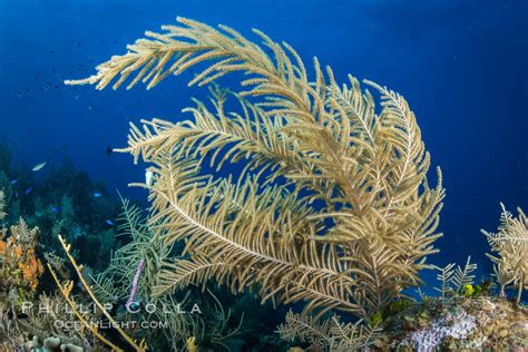 Gorgonian Soft Corals Grand Cayman Island Cayman Islands 32128