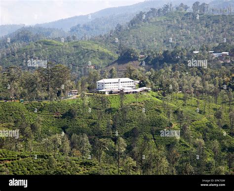 Newburgh tea factory and estate, Ella, Badulla District, Uva Province ...