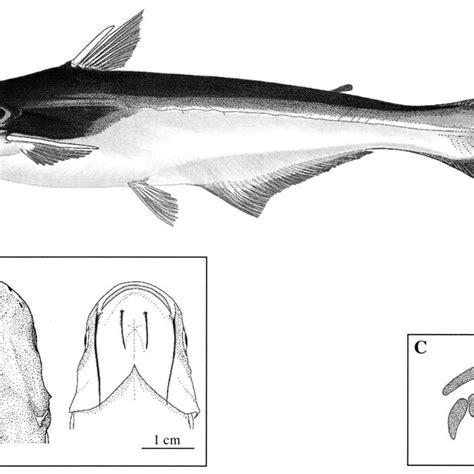 External Anatomy Of Ikan Patin Gilberttecole