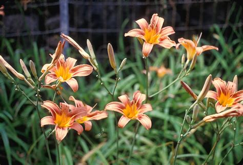 Hemerocallis Fulva Orange Day Lily Go Botany