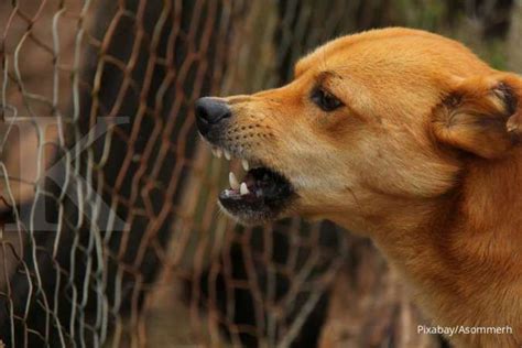 Mengenal Penyakit Rabies Penyebab Gejala Dan Langkah Penanganannya