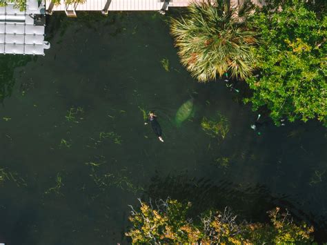 Swimming With Manatees In Crystal River: What You Need To Know