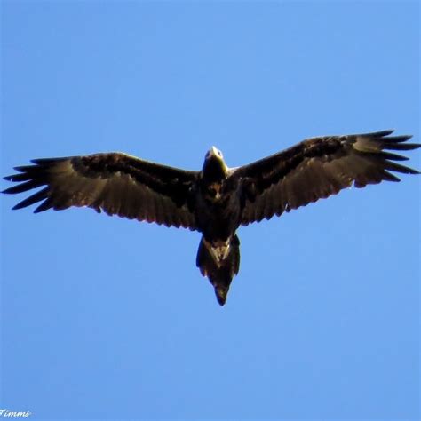 The brilliant wingspan of a soaring Australian Wedge Tailed Eagle. # ...