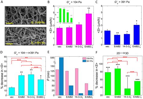 Mcf10a Cell Motility In 3d Matrices A Scanning Electron Micrographs