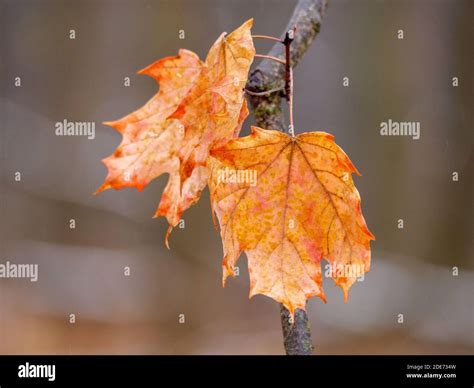 Sugar maple leaves hi-res stock photography and images - Alamy