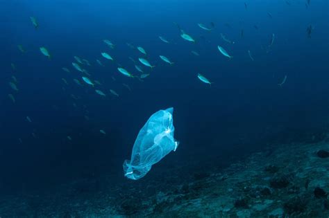 Negli Oceani Potrebbero Esserci Pi Di Milioni Di Tonnellate Di