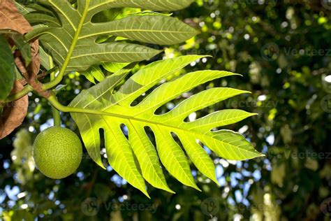 breadfruit on tree 18752046 Stock Photo at Vecteezy