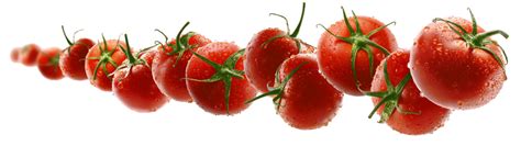 Fly Tomatoes Png Transparent Images Free Download Vector Files Pngtree