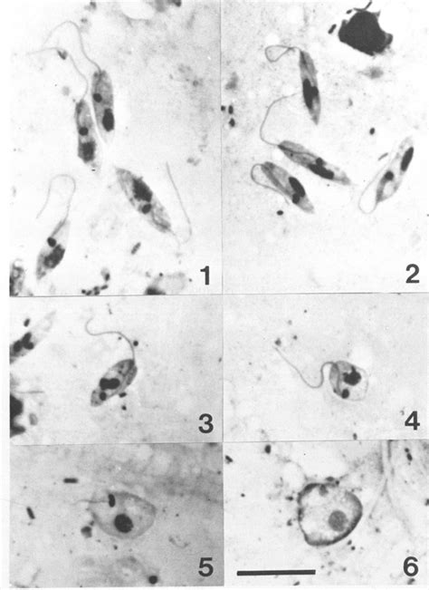 Life Cycle Stages Of A Flagellate Trypanosomatid From Mythimna Separata Download Scientific