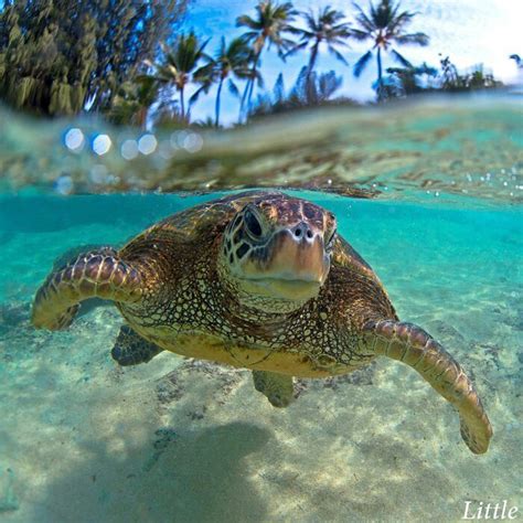 Sea Turtle Caribbean Turtle Baby Sea Turtles Tortoises