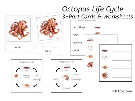 Octopus Life Cycle 3-part Cards & Worksheets PDF / Montessori Biology ...