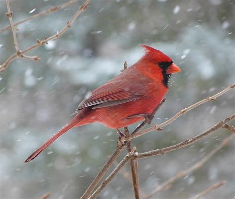 Bird Cardinal Male - Free photo on Pixabay