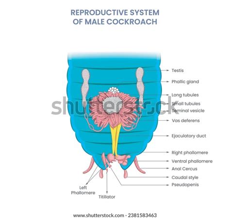 Reproductive System Cockroach: Over 6 Royalty-Free Licensable Stock Illustrations & Drawings ...