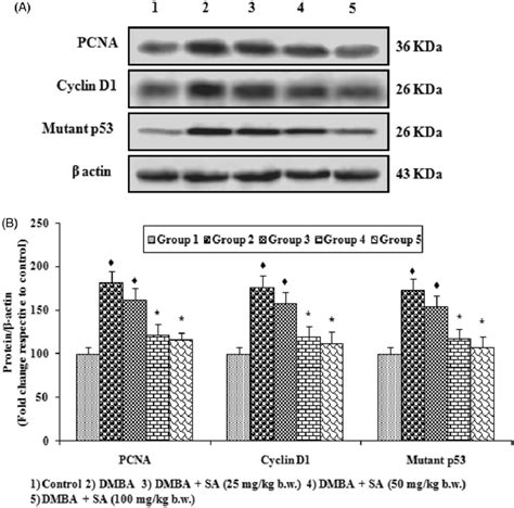 Western Blotting Analysis Of Pcna Cyclin D And Mutant P Protein