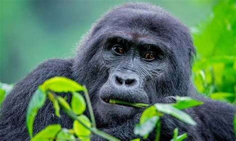 3 Days Bwindi Gorilla Habituation From Kigali Uganda Gorilla