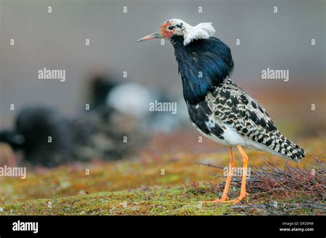 Ruff Philomachus Pugnax Male In Breeding Plumage At The Lek Norway