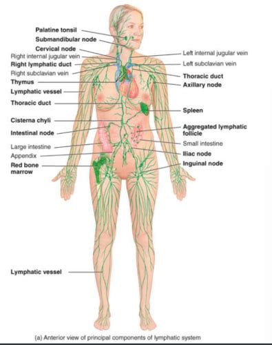 Chapter 22 The Lymphatic System And Immunity Flashcards Quizlet