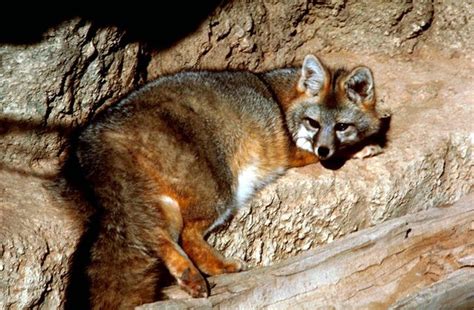 Gray Fox - WikiFur, the furry encyclopedia