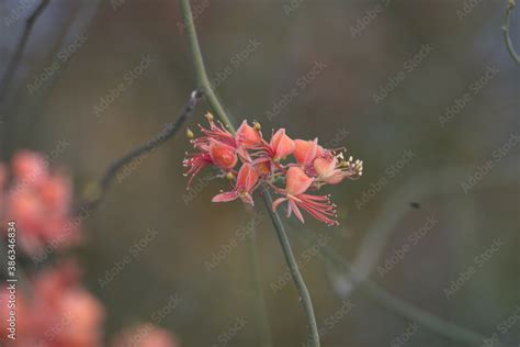 Capparis Decidua Known In Hindi As Karira Or Kerda Is A Useful Plant