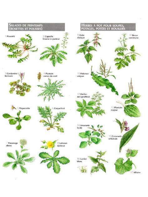 Petit Atlas Des Plantes Comestibles Plantes Comestibles Plantes