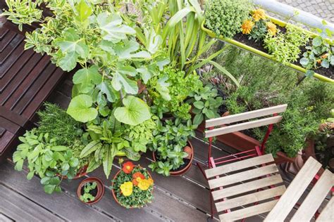 Best Outdoor Plants for Small Spaces