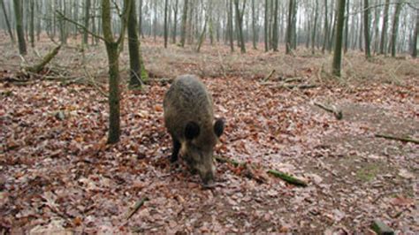 Jagers Mogen Langer Zwijnen Schieten Vroege Vogels Bnnvara