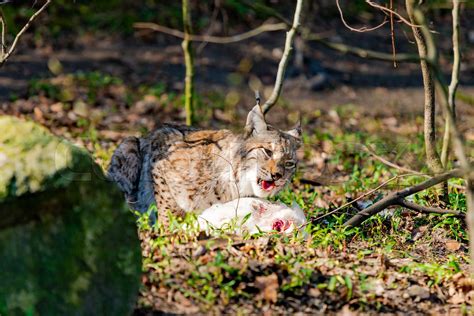 Lynx eating. Lynx lynx with prey in the mouth | Stock image | Colourbox