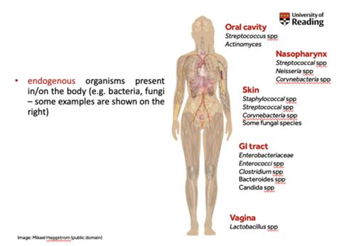 Aetiology Transmission And Symptoms Of Infection Flashcards Quizlet