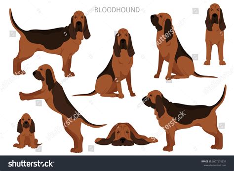 4,105 Bloodhound Images, Stock Photos & Vectors | Shutterstock