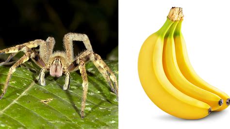 Bizarre Deadly Spider Found In Grocery Store Bananas Abc7 San Francisco