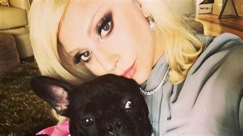 Secuestran A Los Perros De Lady Gaga Tras Balear A Su Cuidador Ofrecen