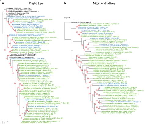 Maximum Likelihood Species Tree Derived From The Organellar Snps Data