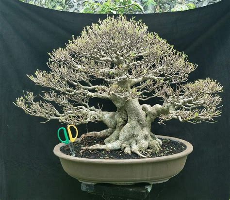 Detail Pohon Bonsai Kimeng Koleksi Nomer 3