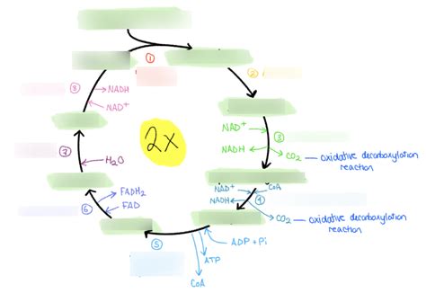 Kreb's cycle Diagram | Quizlet