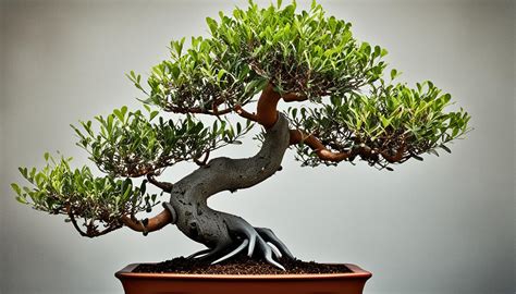 Bonsai Tree Species Insights: The Hardy Eucalyptus