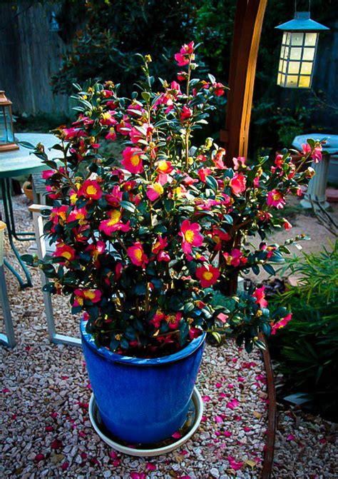 Yuletide Camellias For Sale Online | The Tree Center