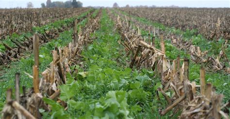 10 Reasons To Use Cover Crops