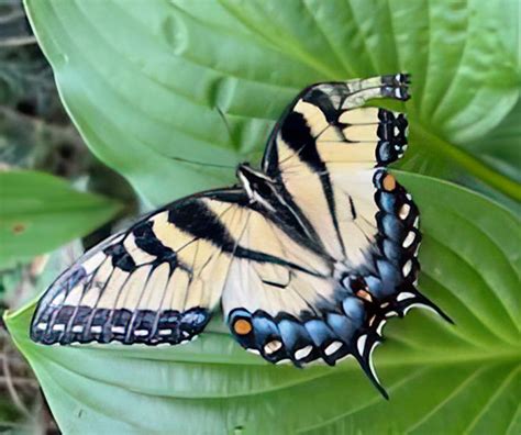 Butterfly Garden Is In Full Bloom Friends Of Lapham Peak Unit