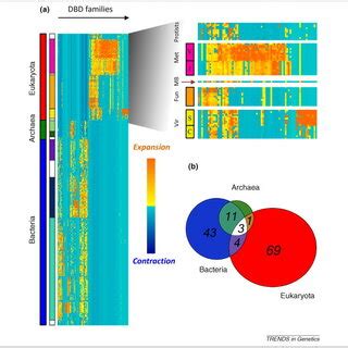 Lineage Specific Expansion Patterns Of Dbd Families A The Heatmap