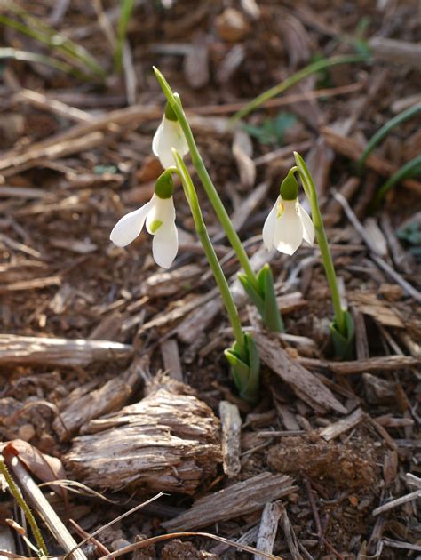 Snowdrop | Identify that Plant