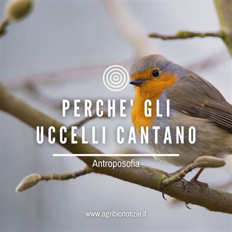 Perche Gli Uccelli Cantano