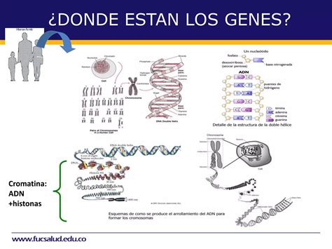 ORGANIZACION DEL GENOMA HUMANO PPT