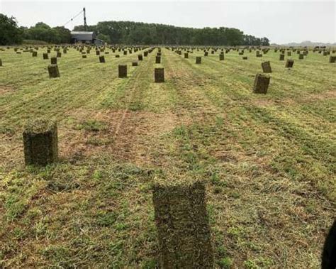 Fardos De Alfalfa Pura 3 000 Agroads