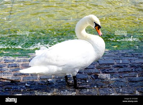 Swan In Zurich Lake Switzerland Stock Photo Alamy