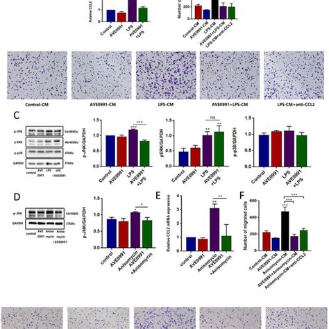 Activating Mas Receptor Attenuates Ccl Dependent Thp Macrophages