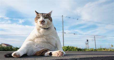 今話題のボス猫「ケンジ」の魅力に迫る！猫の写真グッズのつくり方も紹介 マガジン プリントデイズ By Fujicolor 富士フイルム