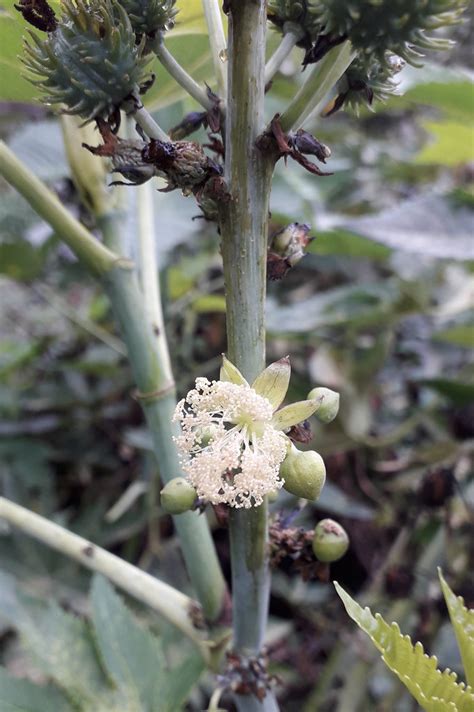 Ricinus Communis Higuerilla Nombre Cient Fico Rici Flickr